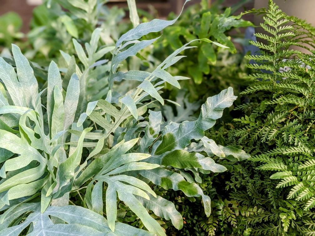 ClematisGinster gartencenter rahnsdorf