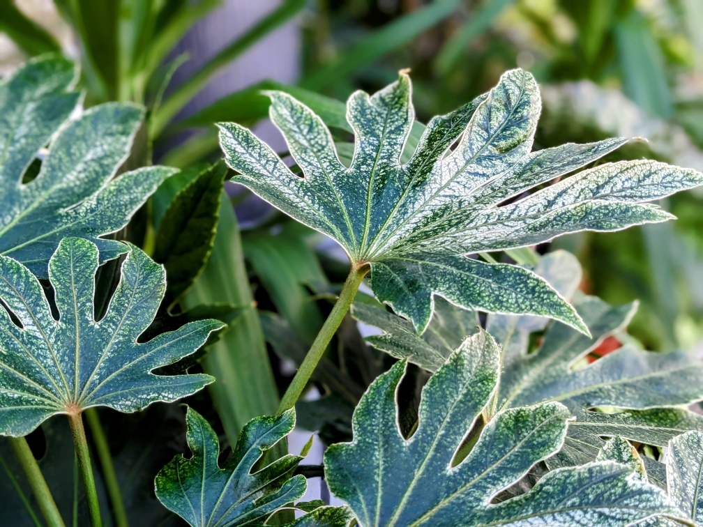 ClematisGinster gartencenter rahnsdorf