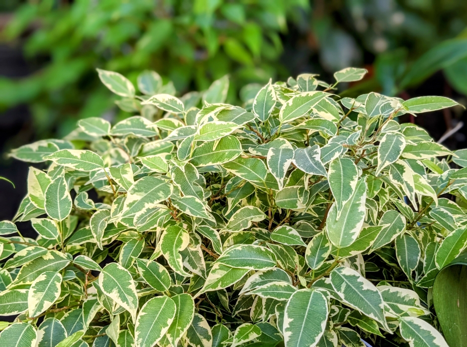 ClematisGinster gartencenter rahnsdorf