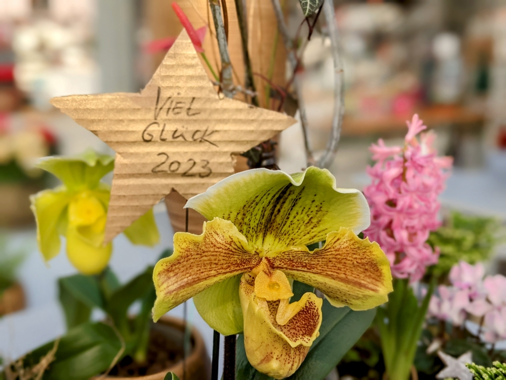 ClematisGinster gartencenter rahnsdorf