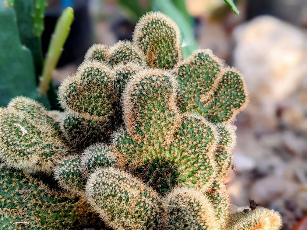 ClematisGinster gartencenter rahnsdorf