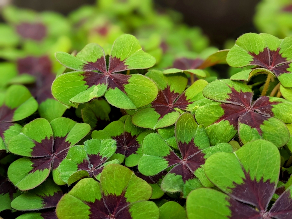 ClematisGinster gartencenter rahnsdorf