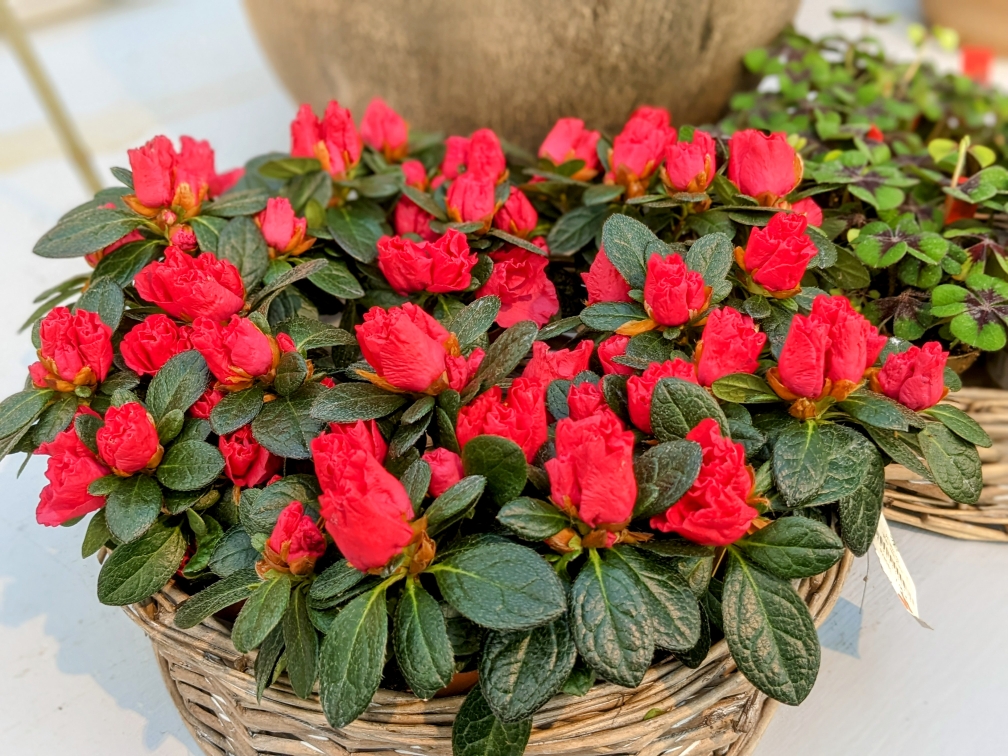 ClematisGinster gartencenter rahnsdorf