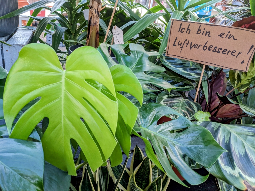 ClematisGinster gartencenter rahnsdorf